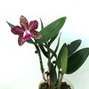Blc. Durigan iris